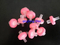 0.22 Micron Cn Syringe Filter 33mm Cellulose Nitrate for Trace Element Analysis