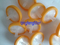 13mm/25mm PVDF/PP/Pes/PTFE/Nylon Syringe Filter for Lab and Medical Use