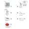 0.45 Micron Mce (CN-CA) Gridded Membrane Filter for Microbiological Analysis