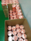 25mm Nylon Syringe Filter for Disposable Lab Use