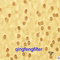 Polyester Membrane /Polycarbonate Membrane (PC and PET membranes)